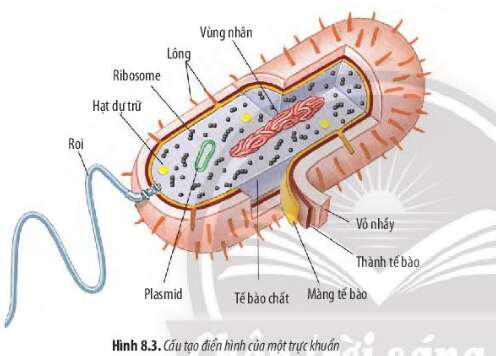 Sinh học 10 Bài 8: Tế bào nhân sơ | Giải Sinh 10 Chân trời sáng tạo (ảnh 1)