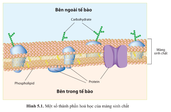 Giáo án Sinh học 10 Bài 5 (Cánh diều 2023): Các nguyên tố hóa học và nước (ảnh 1)