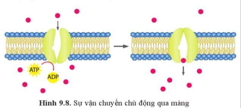 Sinh học 10 Bài 9: Trao đổi chất qua màng sinh chất | Giải Sinh 10 Cánh diều (ảnh 8)