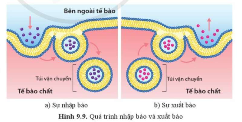 Sinh học 10 Bài 9: Trao đổi chất qua màng sinh chất | Giải Sinh 10 Cánh diều (ảnh 10)