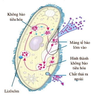 Sinh học 10 Bài 9: Trao đổi chất qua màng sinh chất | Giải Sinh 10 Cánh diều (ảnh 12)