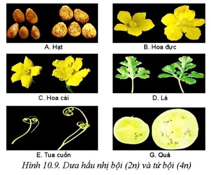 Công nghệ 10 Bài 10: Phương pháp chọn, tạo giống cây trồng | Cánh diều (ảnh 3)