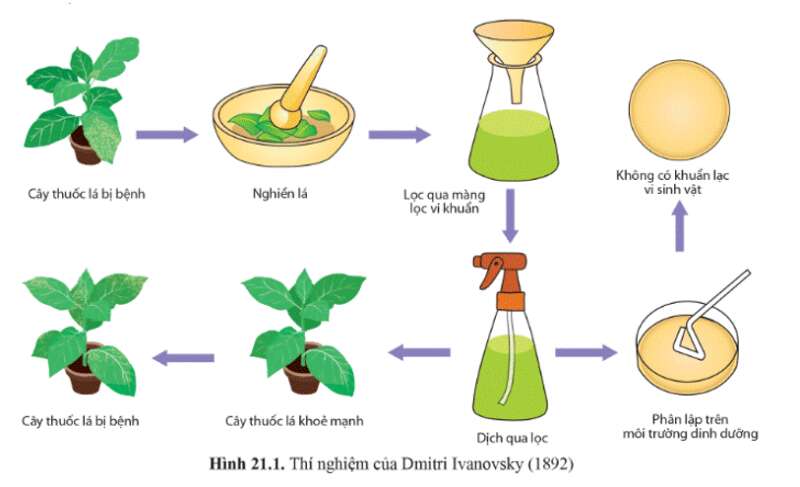 Giáo án Sinh học 10 Bài 21 (Cánh diều 2023): Khái niệm, cấu tạo và chu trình nhân lên của virus (ảnh 2)