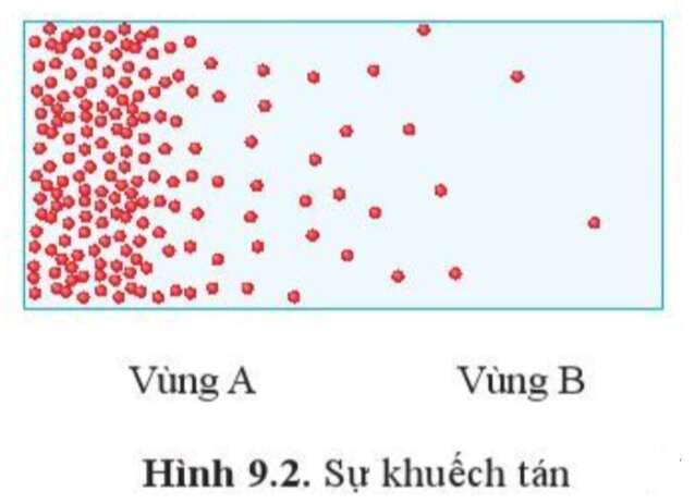 Sinh học 10 Bài 9: Trao đổi chất qua màng sinh chất | Giải Sinh 10 Cánh diều (ảnh 2)