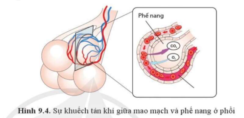 Sinh học 10 Bài 9: Trao đổi chất qua màng sinh chất | Giải Sinh 10 Cánh diều (ảnh 1)