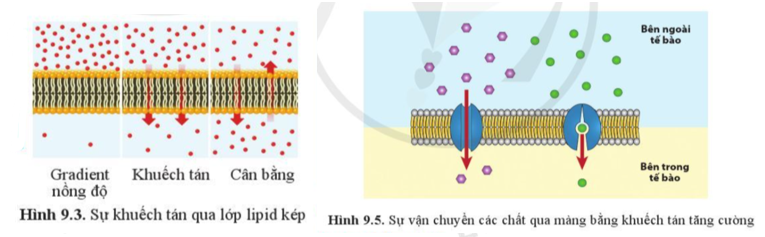 Sinh học 10 Bài 9: Trao đổi chất qua màng sinh chất | Giải Sinh 10 Cánh diều (ảnh 2)