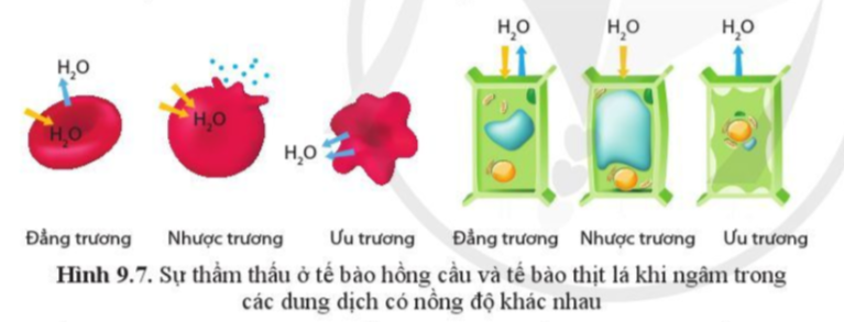 Sinh học 10 Bài 9: Trao đổi chất qua màng sinh chất | Giải Sinh 10 Cánh diều (ảnh 5)