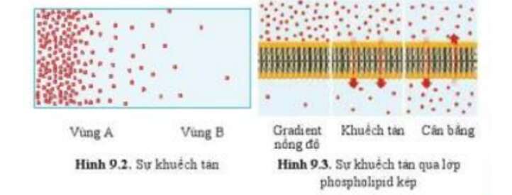 Lý thuyết Sinh học 10 Bài 9 (Cánh diều): Trao đổi chất qua màng sinh chất (ảnh 1)