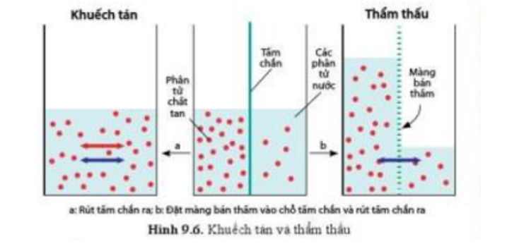 Lý thuyết Sinh học 10 Bài 11 (Chân trời sáng tạo): Vận chuyển các chất qua màng sinh chất (ảnh 6)