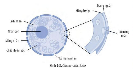 Sinh học 10 Bài 9: Tế bào nhân thực | Giải Sinh 10 Chân trời sáng tạo (ảnh 4)