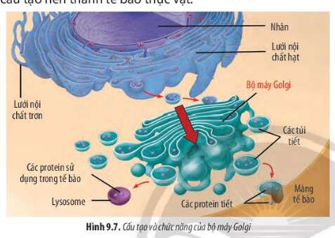 Sinh học 10 Bài 9: Tế bào nhân thực | Giải Sinh 10 Chân trời sáng tạo (ảnh 6)