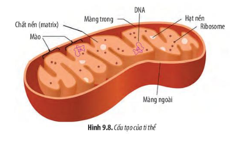 Sinh học 10 Bài 9: Tế bào nhân thực | Giải Sinh 10 Chân trời sáng tạo (ảnh 7)