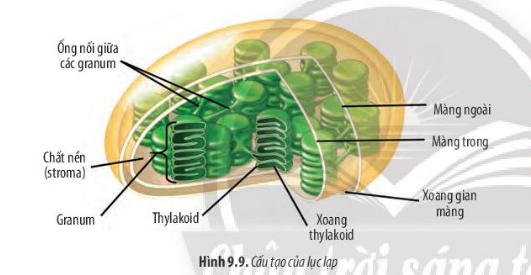 Sinh học 10 Bài 9: Tế bào nhân thực | Giải Sinh 10 Chân trời sáng tạo (ảnh 8)