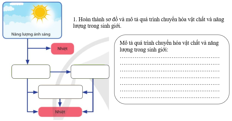 Giáo án Sinh học 11 Bài 1 (Cánh diều 2023): Khái quát về trao đổi chất và chuyển hóa năng lượng (ảnh 1)