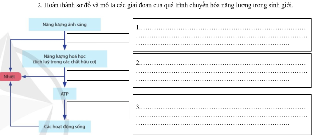 Giáo án Sinh học 11 Bài 1 (Cánh diều 2023): Khái quát về trao đổi chất và chuyển hóa năng lượng (ảnh 1)