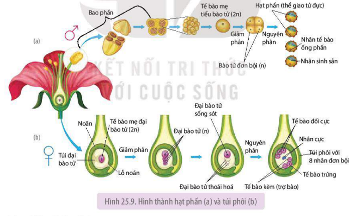 Giáo án Sinh học 11 Bài 25 (Kết nối tri thức 2023): Sinh sản ở sinh vật (ảnh 1)