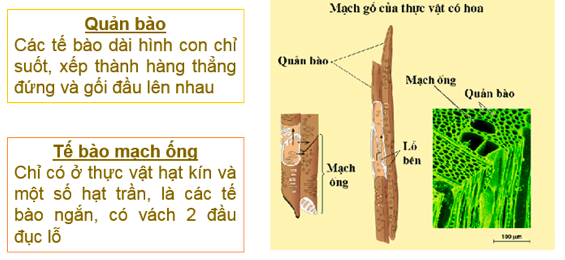 Giải Sinh học 11 Bài 2: Khí hậu châu Á (ảnh 1)