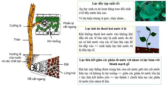 Giải Sinh học 11 Bài 2: Khí hậu châu Á (ảnh 2)