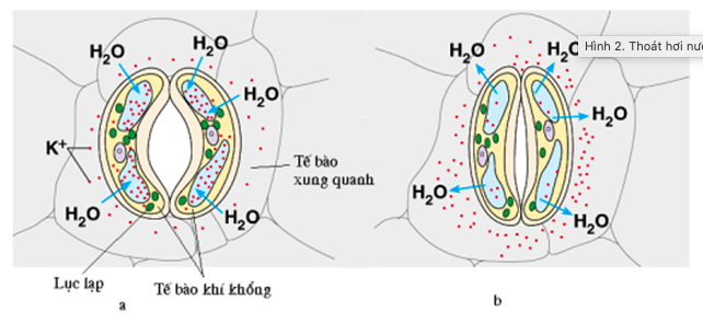 Giải Sinh học 11 Bài 2: Khí hậu châu Á (ảnh 2)