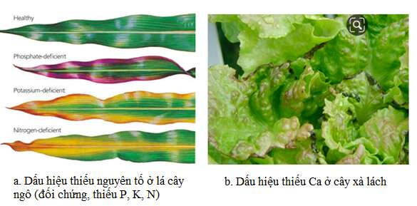 Giải Sinh học 11 Bài 2: Khí hậu châu Á (ảnh 2)