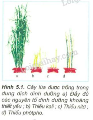 Giải Sinh học 11 Bài 2: Khí hậu châu Á (ảnh 1)