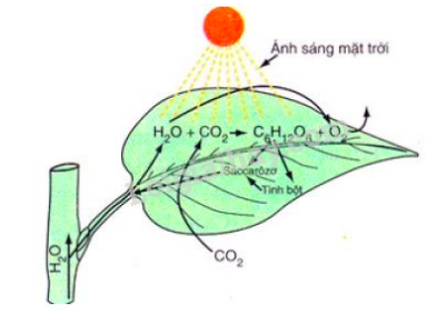 Giải Sinh học 11 Bài 2: Khí hậu châu Á (ảnh 2)