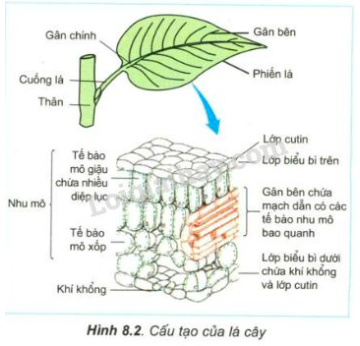 Giải Sinh học 11 Bài 2: Khí hậu châu Á (ảnh 4)