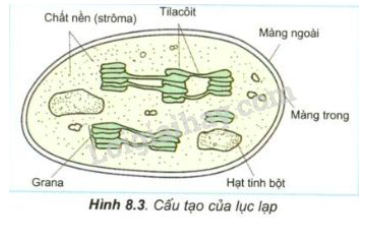 Giải Sinh học 11 Bài 2: Khí hậu châu Á (ảnh 5)