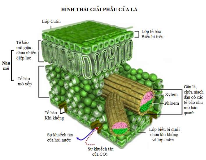 Giải Sinh học 11 Bài 2: Khí hậu châu Á (ảnh 8)