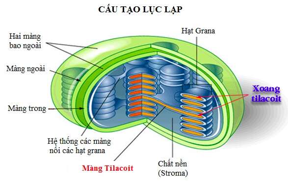 Giải Sinh học 11 Bài 2: Khí hậu châu Á (ảnh 9)