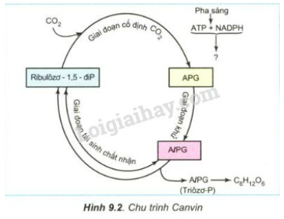 Giải Sinh học 11 Bài 2: Khí hậu châu Á (ảnh 1)