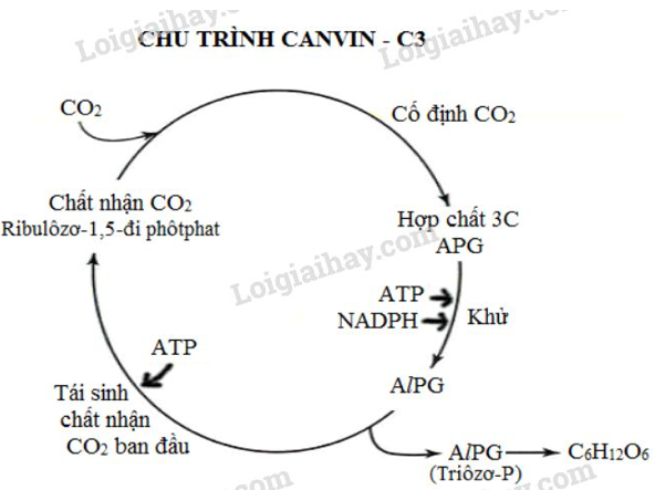 Giải Sinh học 11 Bài 2: Khí hậu châu Á (ảnh 2)