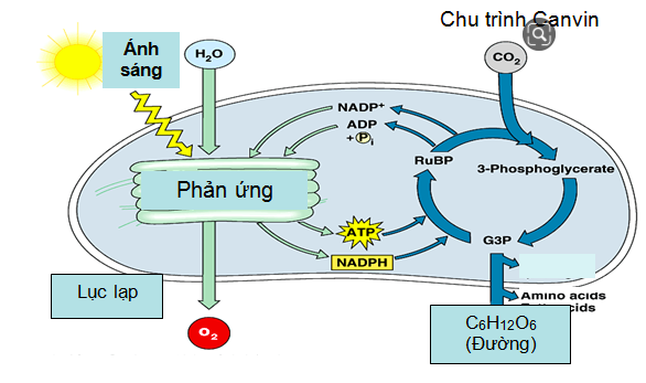 Giải Sinh học 11 Bài 2: Khí hậu châu Á (ảnh 3)