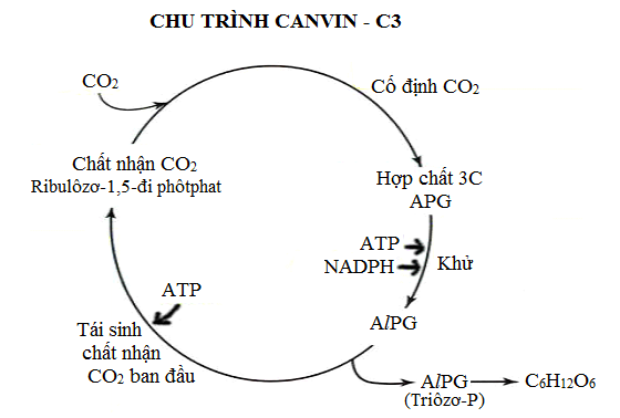 Giải Sinh học 11 Bài 2: Khí hậu châu Á (ảnh 4)