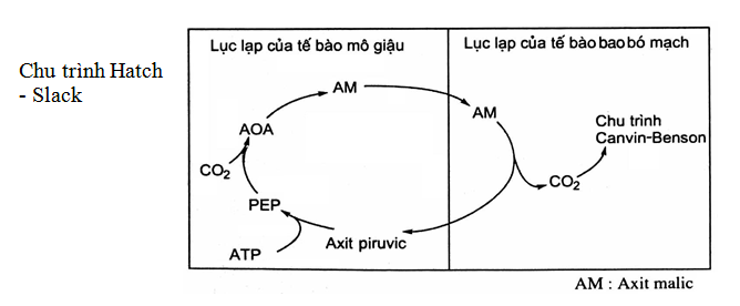 Giải Sinh học 11 Bài 2: Khí hậu châu Á (ảnh 5)