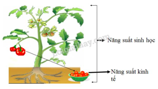 Giải Sinh học 11 Bài 2: Khí hậu châu Á (ảnh 1)