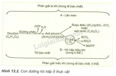 Giải Sinh học 11 Bài 2: Khí hậu châu Á (ảnh 2)