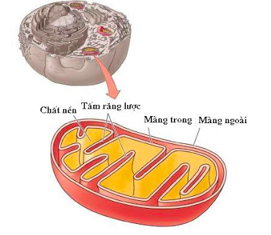 Giải Sinh học 11 Bài 2: Khí hậu châu Á (ảnh 3)