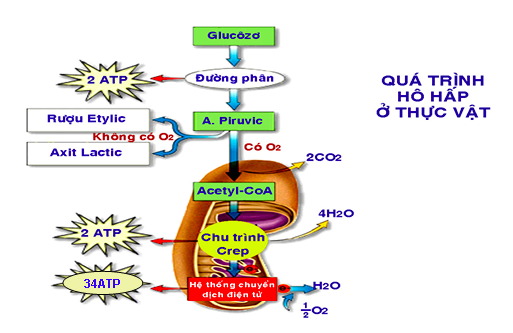 Giải Sinh học 11 Bài 2: Khí hậu châu Á (ảnh 4)