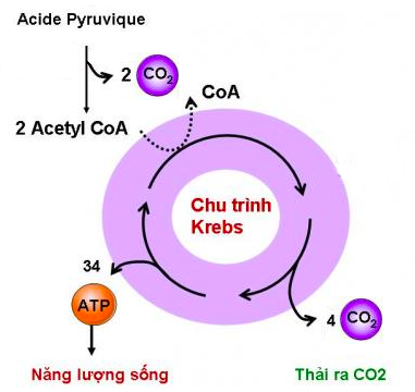 Giải Sinh học 11 Bài 2: Khí hậu châu Á (ảnh 6)