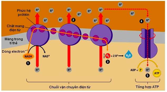 Giải Sinh học 11 Bài 2: Khí hậu châu Á (ảnh 7)