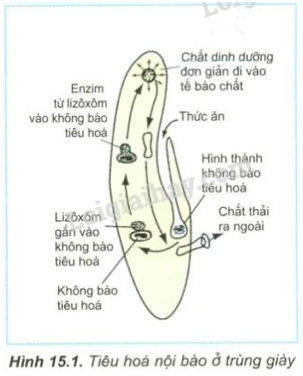 Giải Sinh học 11 Bài 2: Khí hậu châu Á (ảnh 5)