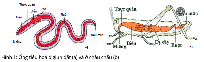 Giải Sinh học 11 Bài 2: Khí hậu châu Á (ảnh 4)