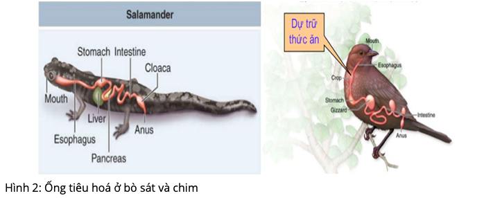 Giải Sinh học 11 Bài 2: Khí hậu châu Á (ảnh 5)