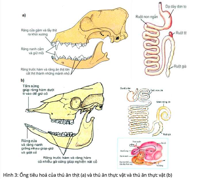 Giải Sinh học 11 Bài 2: Khí hậu châu Á (ảnh 6)