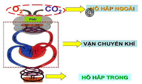 Giải Sinh học 11 Bài 2: Khí hậu châu Á (ảnh 1)