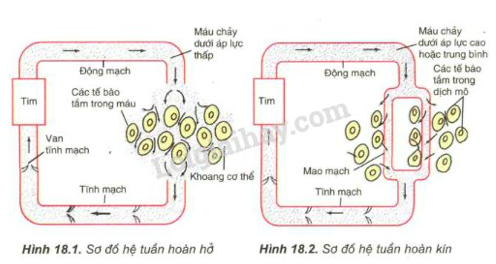 Giải Sinh học 11 Bài 2: Khí hậu châu Á (ảnh 1)