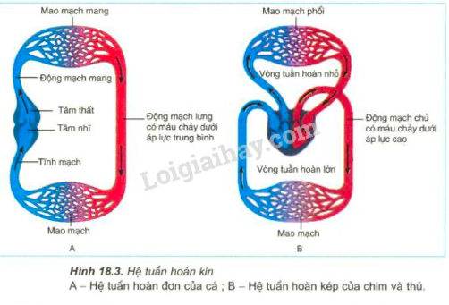 Giải Sinh học 11 Bài 2: Khí hậu châu Á (ảnh 2)