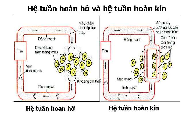 Giải Sinh học 11 Bài 2: Khí hậu châu Á (ảnh 8)