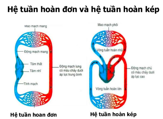 Giải Sinh học 11 Bài 2: Khí hậu châu Á (ảnh 7)